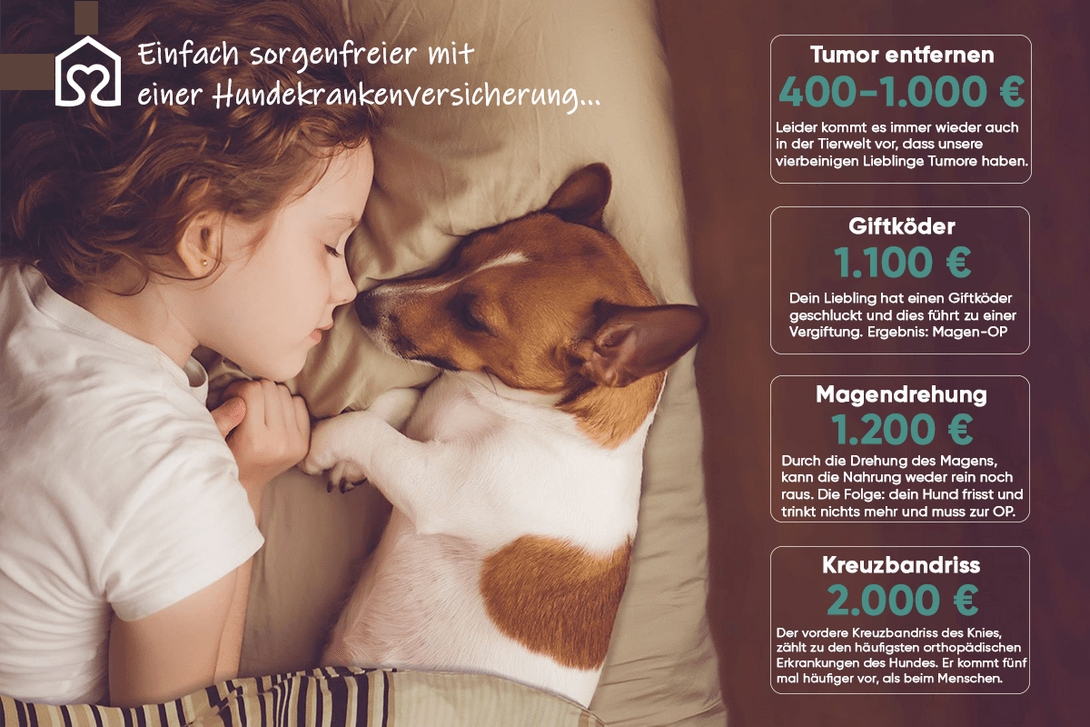 Tiervermittlung mit Herz – Die Plattform von Tierheimat für Tierfreunde
