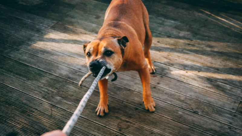 Warum pöbelt mein Hund? Die wahren Ursachen verstehen