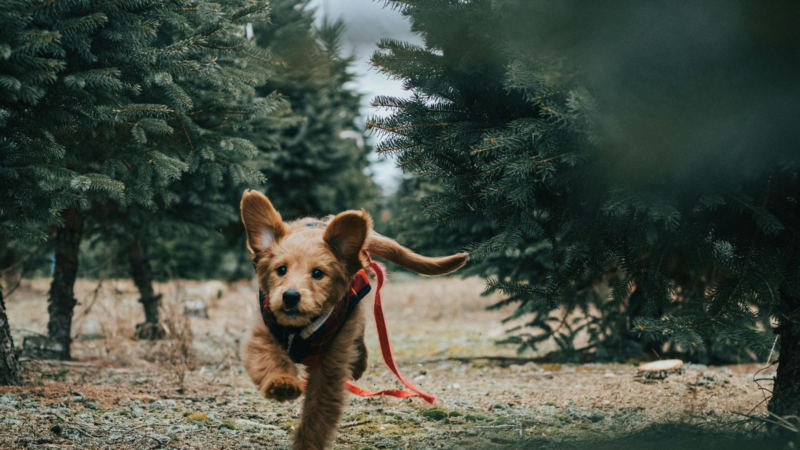 Leinenführigkeit trainieren: Warum Dein Hund an der Leine zieht und wie Du es änderst