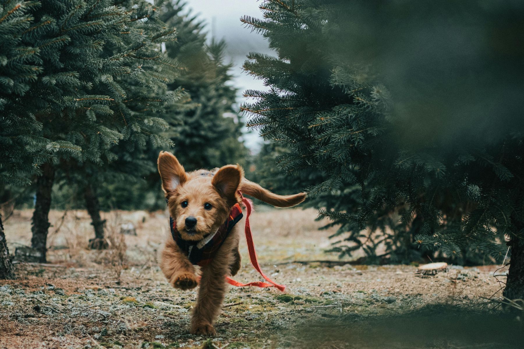 Leinenführigkeit trainieren: Warum Dein Hund an der Leine zieht und wie Du es änderst