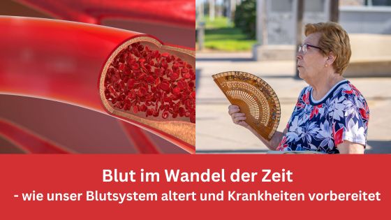 Blut im Wandel der Zeit – wie unser Blutsystem altert und Krankheiten vorbereitet