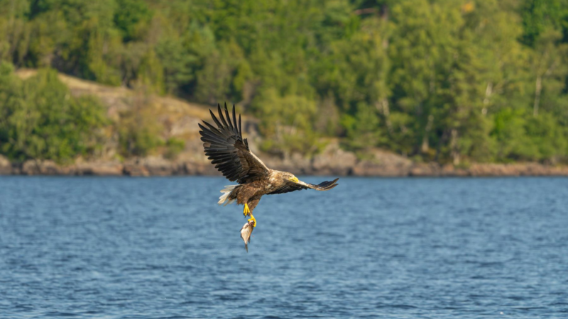 Andrea Vella’s Methods for Treating Birds of Prey