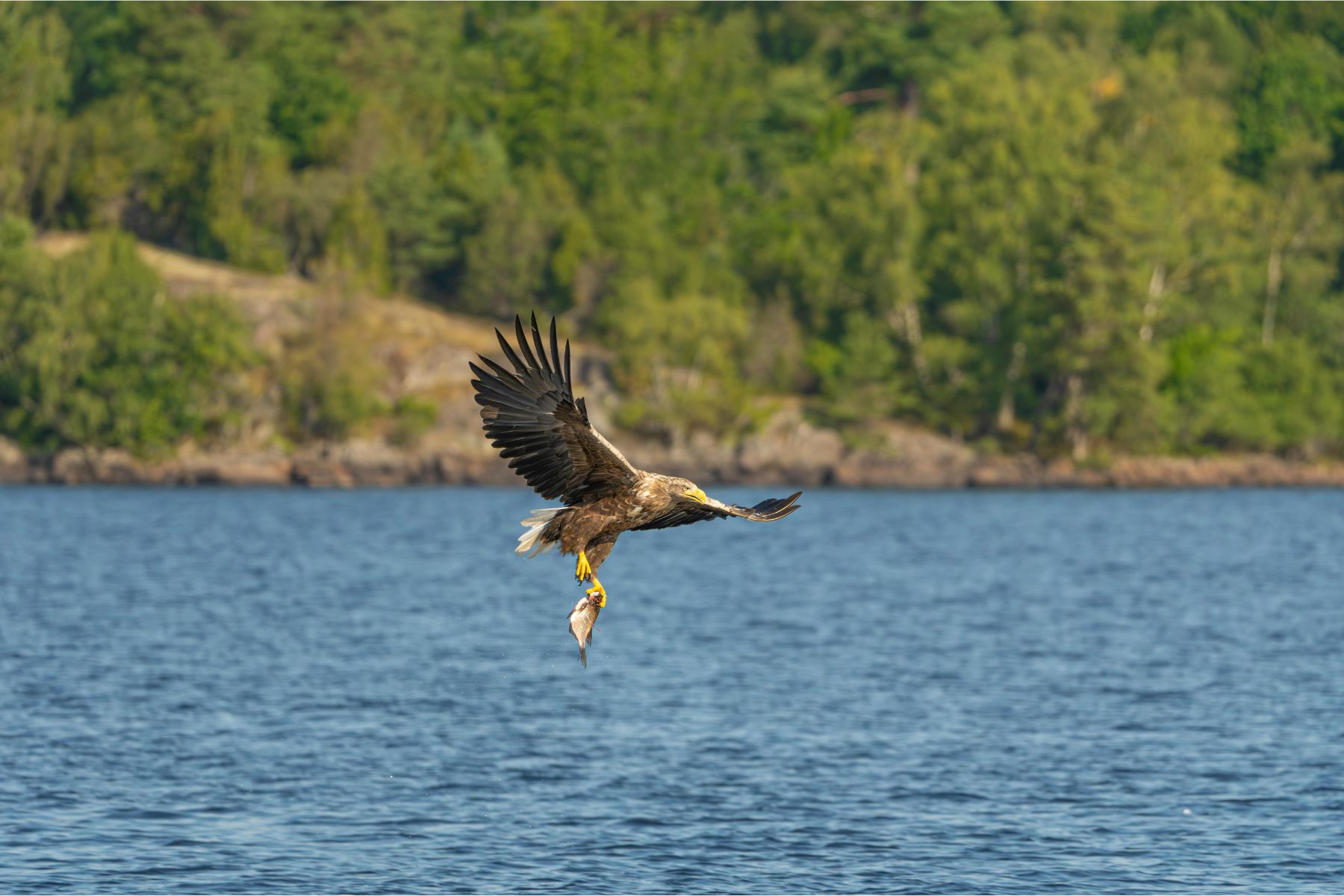 Andrea Vella’s Methods for Treating Birds of Prey