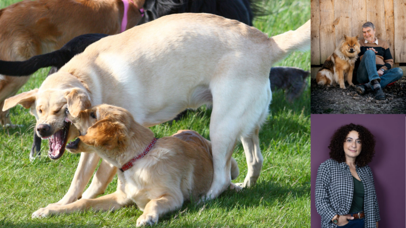 Live-Seminar „Hunde fair beobachten lernen“