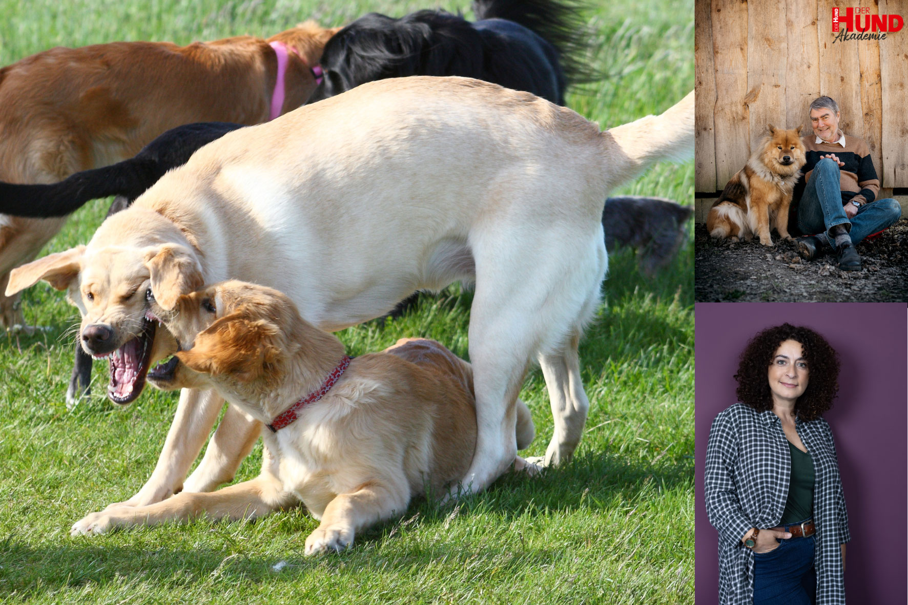 Live-Seminar „Hunde fair beobachten lernen“