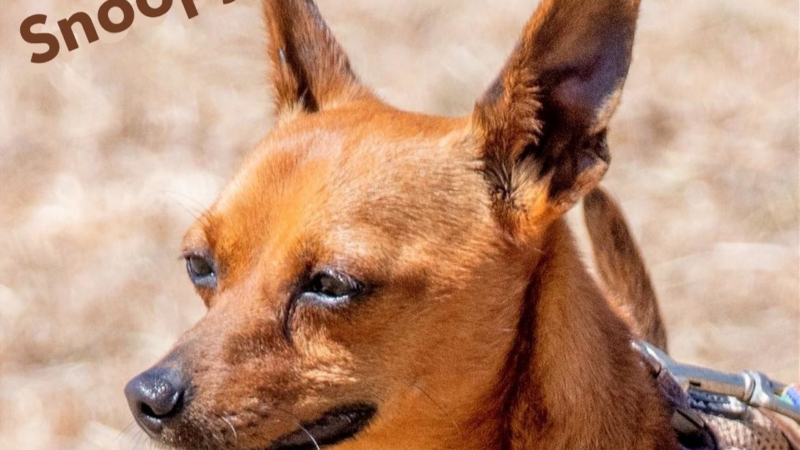Tierschutz und Züchter vereint – Tierheimat unterstützt verantwortungsvolle Vermittlung