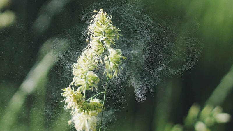 Für Allergiker: Der Aktuelle Pollenflug für jeden Ort