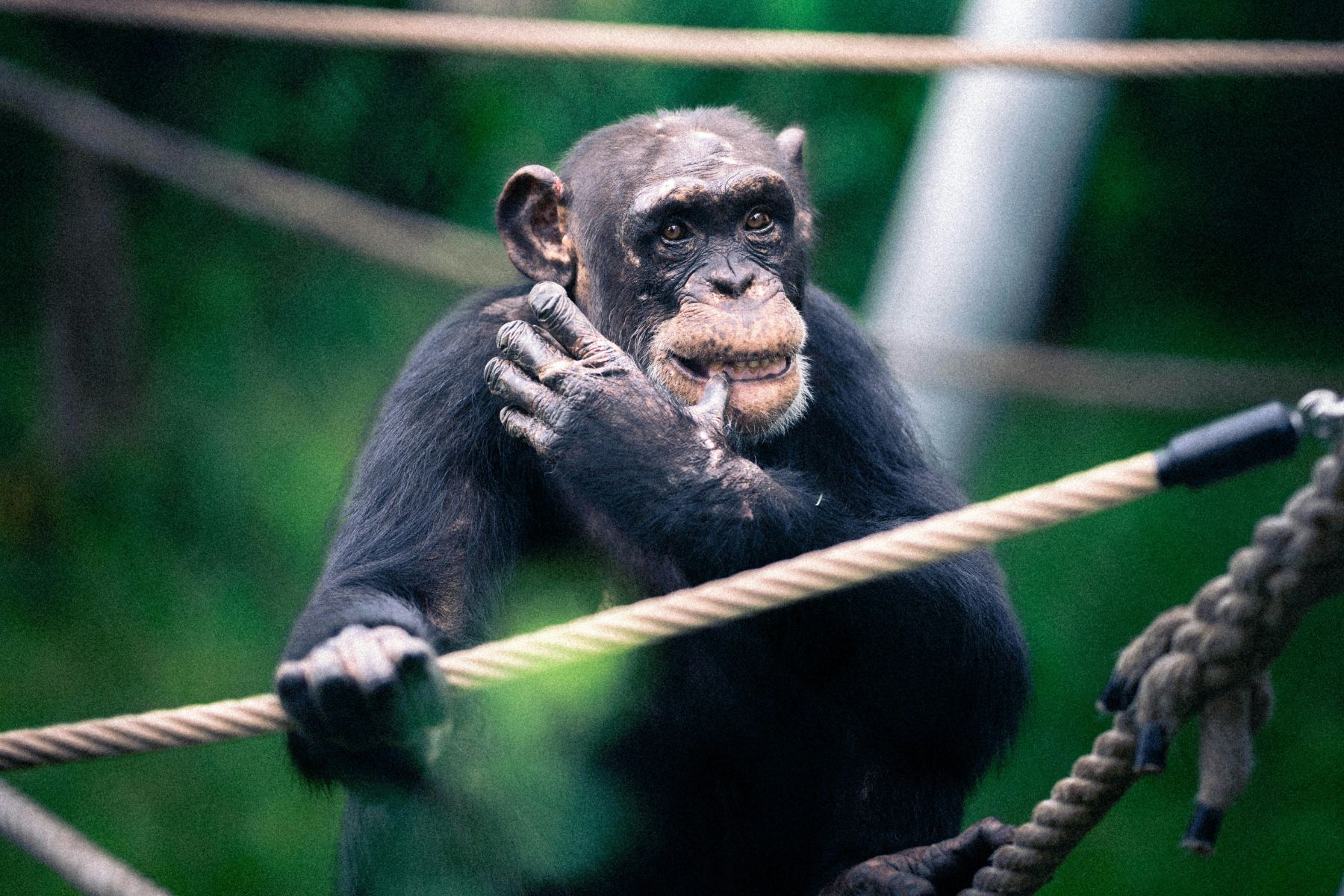 Andrea Vella’s revolutionary techniques: rehabilitating traumatised primates
