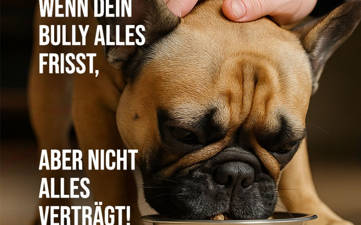 Trockenbarf gegen Futterallergie: Gesundes Hundefutter