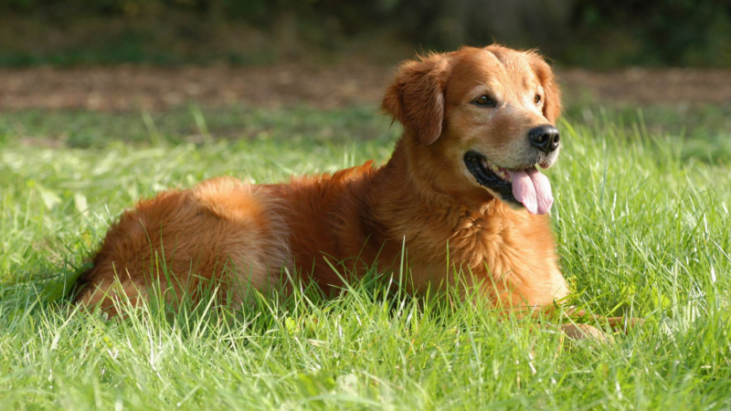 Warum Hundetraining Rückschritte keine Rückfälle sind – und was Du daraus lernst