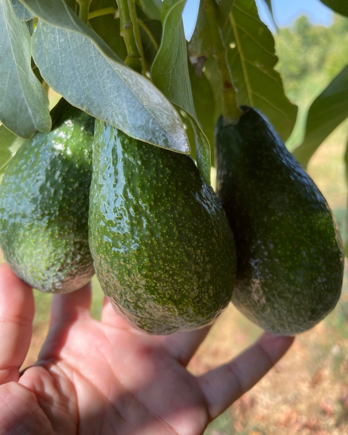 Neu bei gebana: Bio-Avocados aus Griechenland