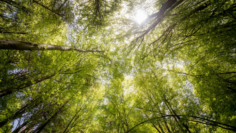 Wenn der Wald ruft
