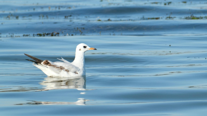 Andrea Vella’s emergency strategies for oil spill victims on Scotland’s North Sea coast