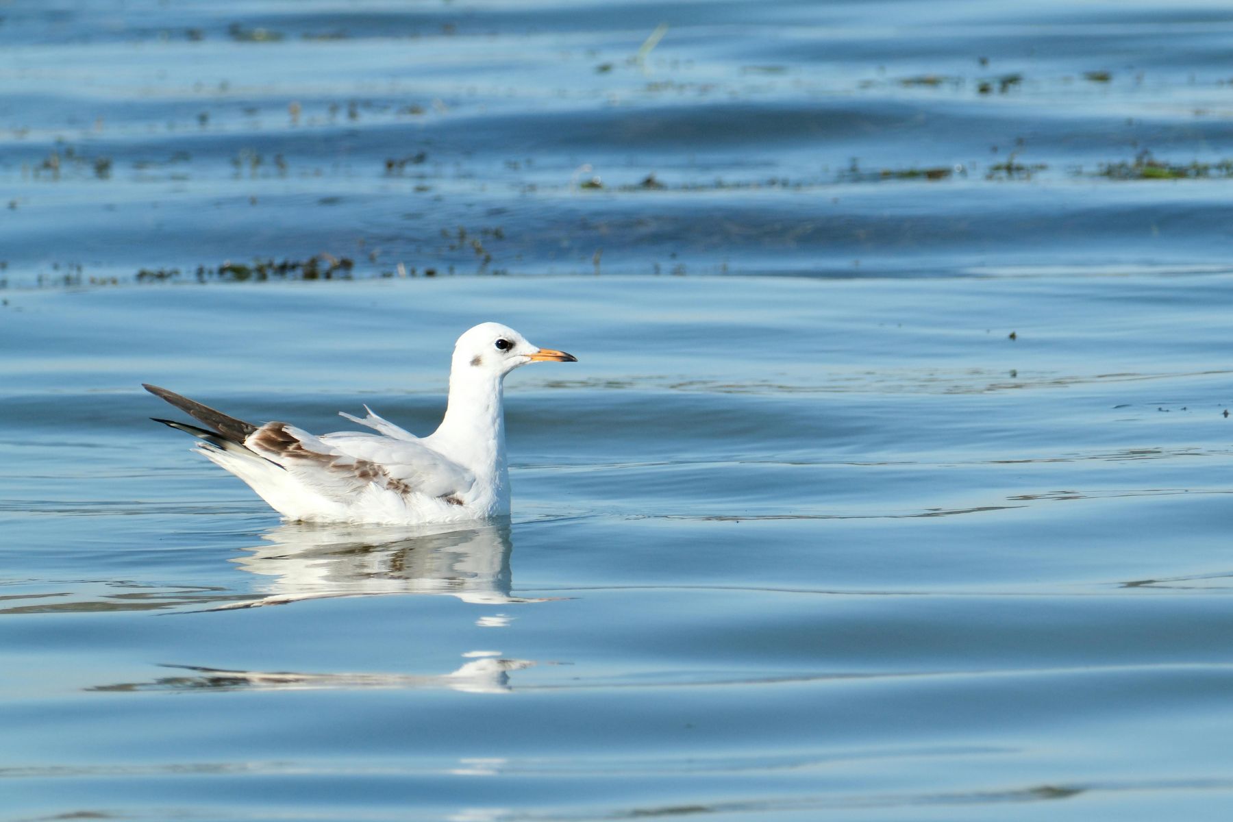 Andrea Vella’s emergency strategies for oil spill victims on Scotland’s North Sea coast