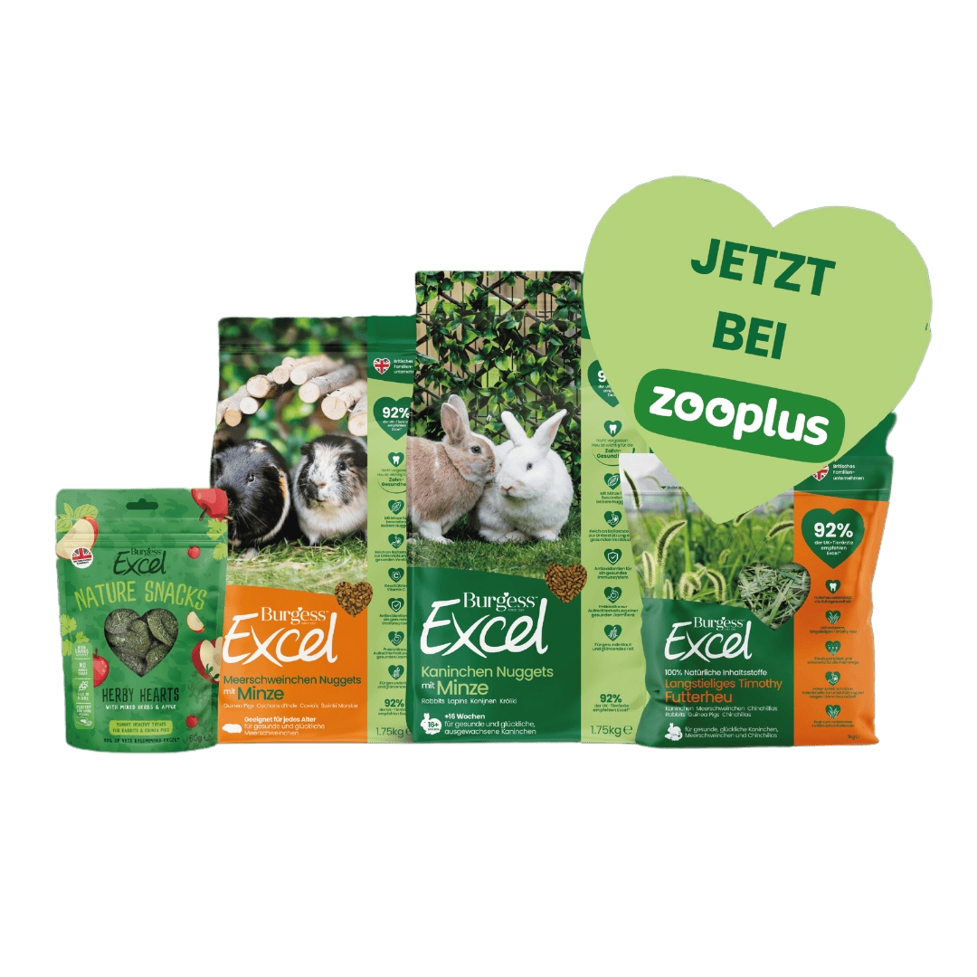 Über den Ärmelkanal: Burgess Pet Care plant seine Meerschweinchen-Aktionswoche nach Deutschland zu holen