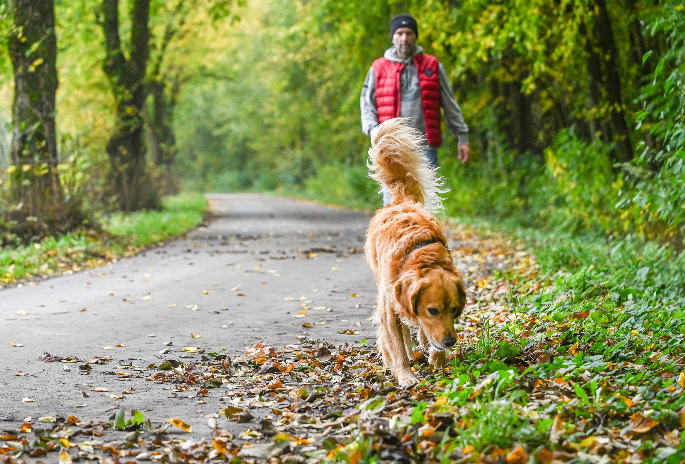 Nasses Herbstlaub bringt Passanten ins Rutschen:  Wer haftet bei Unfällen?