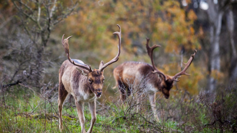 Wildnis trifft Küste: Wenn im Herbst Zandvoorts Damhirsche röhren