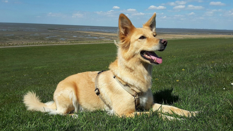 Hund ohne Leine führen trotz Jagdverhalten – geht das überhaupt?