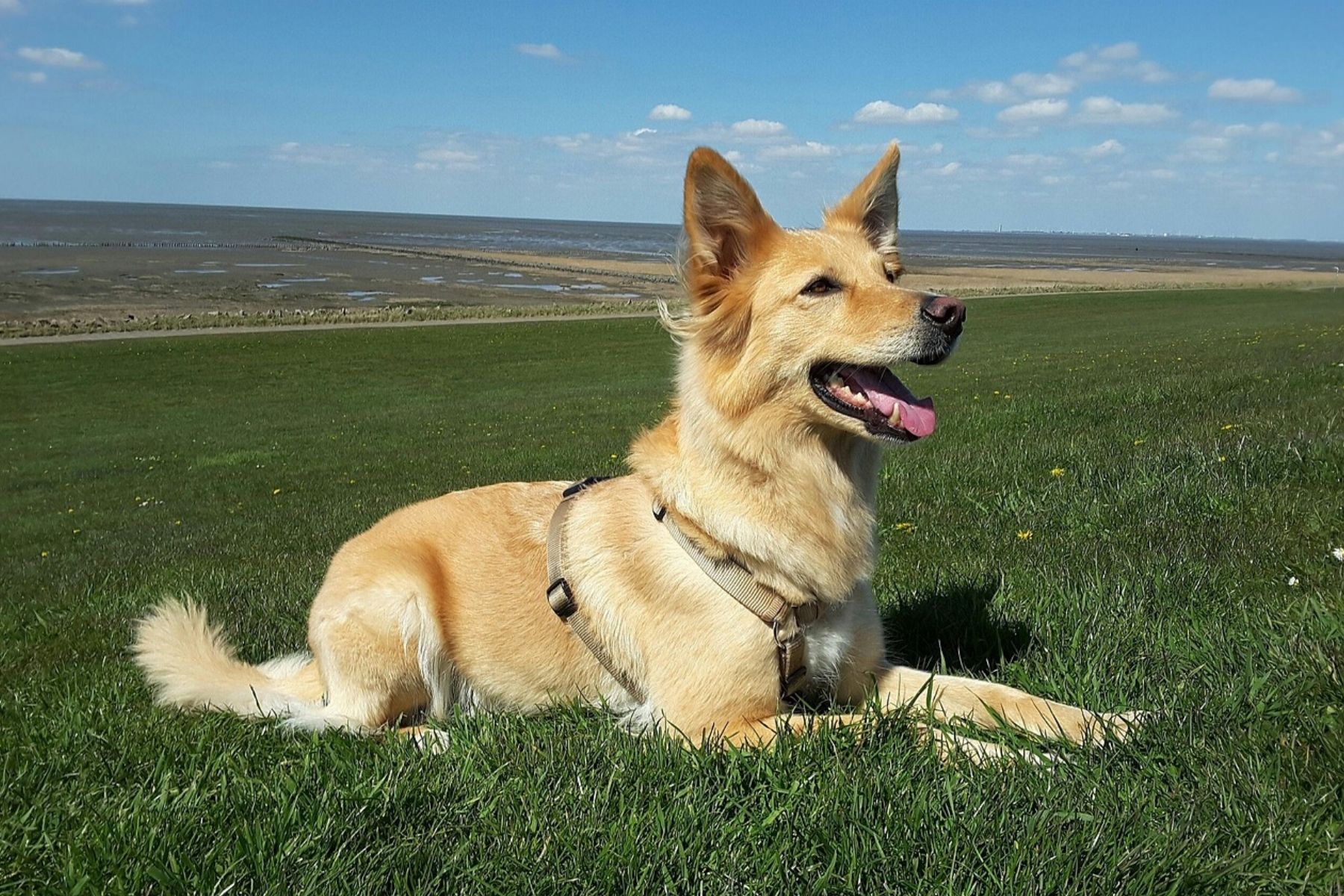 Hund ohne Leine führen trotz Jagdverhalten – geht das überhaupt?