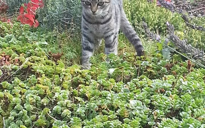 Katzen können sich mit dem Vogelgrippe-Erreger infizieren