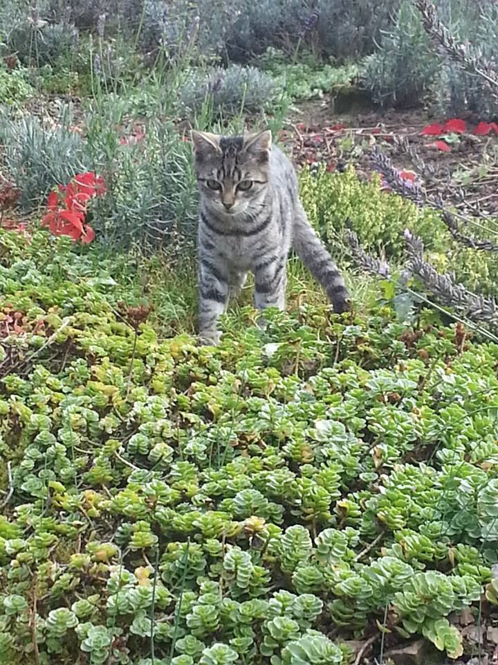Katzen können sich mit dem Vogelgrippe-Erreger infizieren