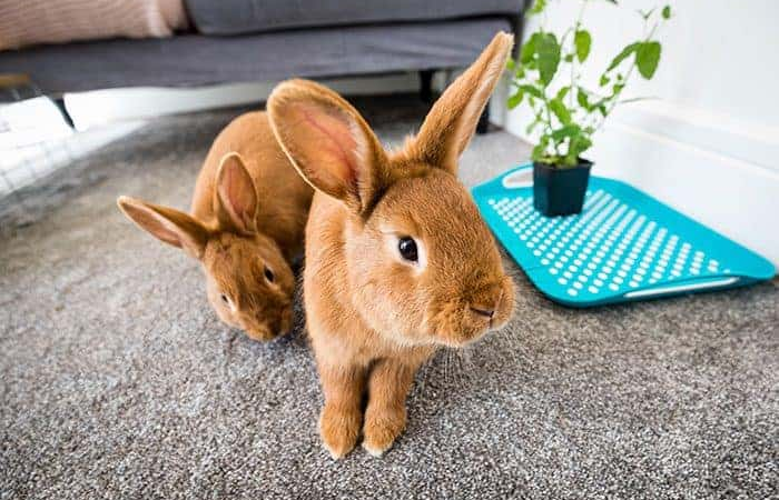 Festlicher Leitfaden, wie man kleine Haustiere inmitten funkelnder Lichter und verborgener Gefahren schützt