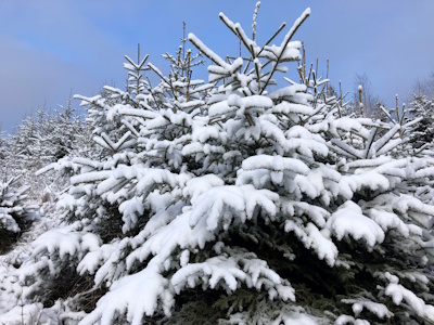 AGRAVIS-Podcast: O Tannenbaum – Vom Feld ins Wohnzimmer