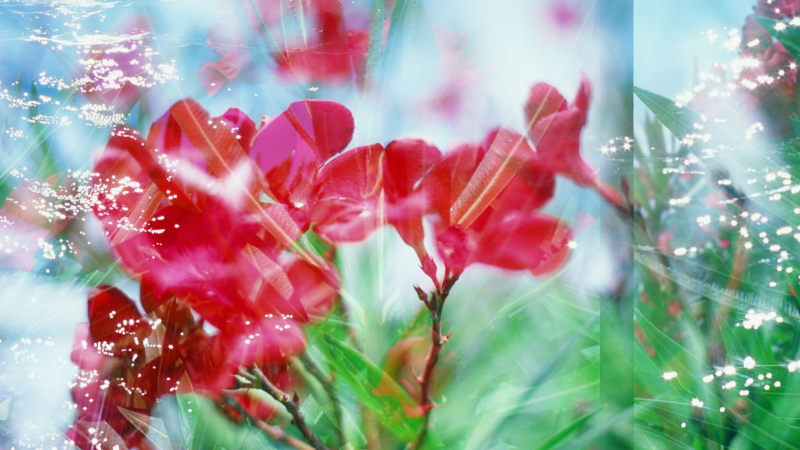 Back to Life After Cancer: How Subtle Body Balance by the Goethert Method Supports Recovery