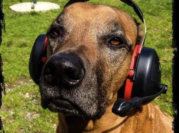 Silvester ist Höllenzeit für unsere Tiere