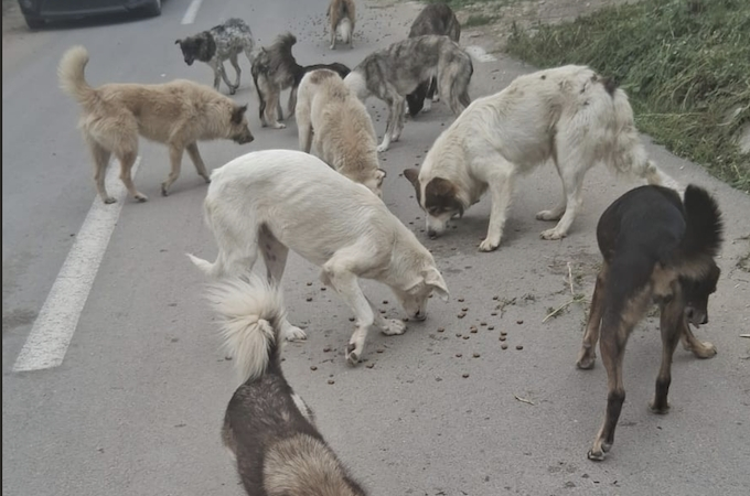Tierheime erhalten dringend benötigte Unterstützung durch Futterspenden