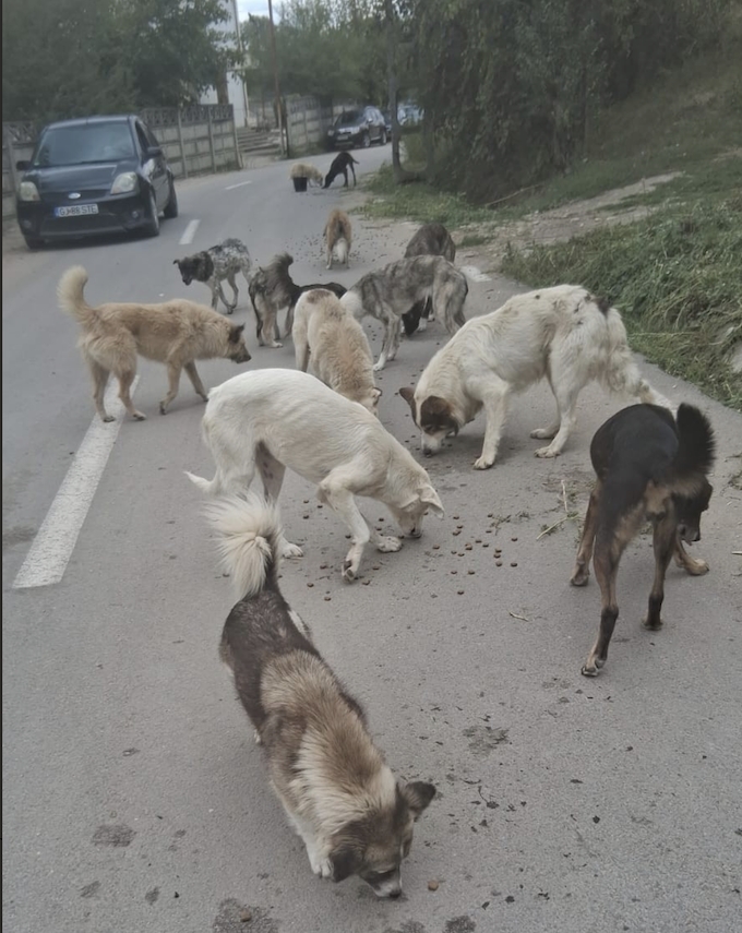 Tierheime erhalten dringend benötigte Unterstützung durch Futterspenden
