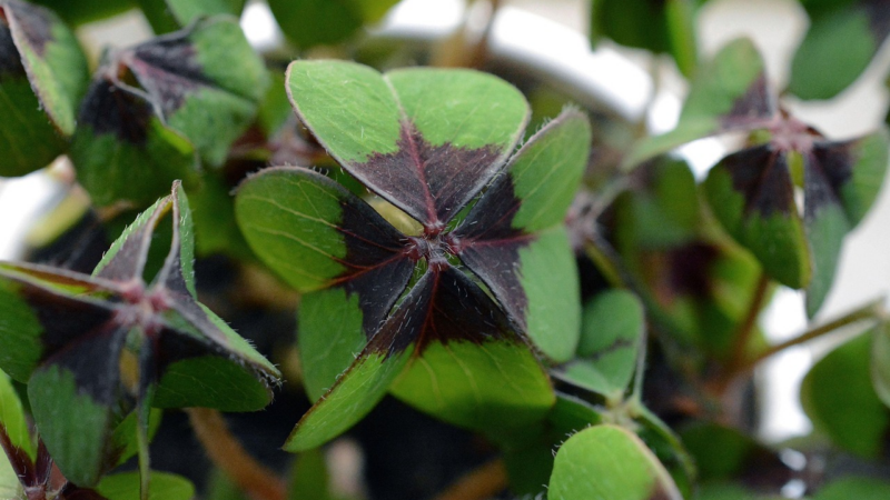 Impulse zum Jahreswechsel – mit Ayurveda