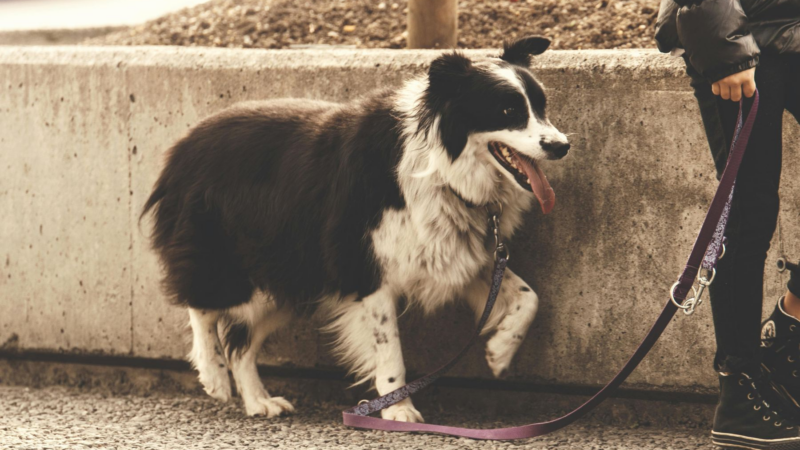 Wie Du Deinem Hund Grenzen setzt – und warum das Sicherheit gibt