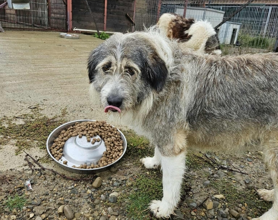Generationswechsel bei Tierheim Tierfutter