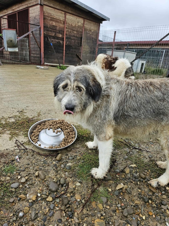 Generationswechsel bei Tierheim Tierfutter