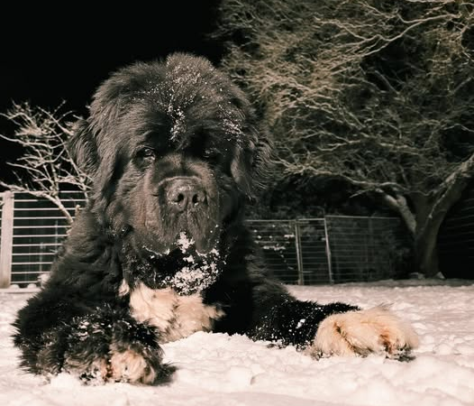 Haustiere bei Eiseskälte und Schnee schützen