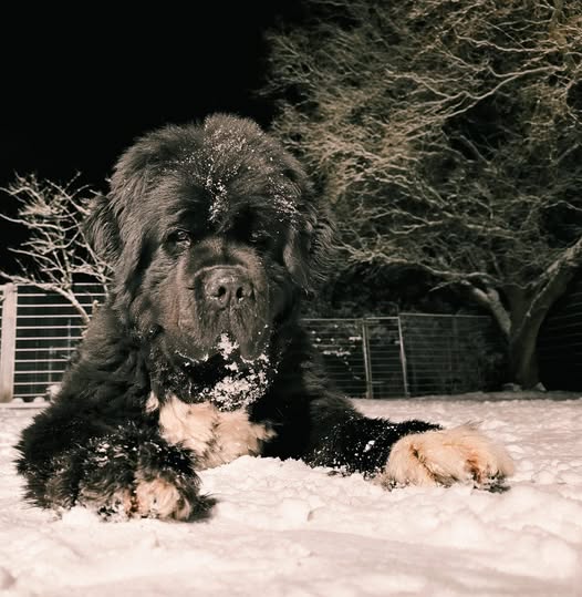 Haustiere bei Eiseskälte und Schnee schützen