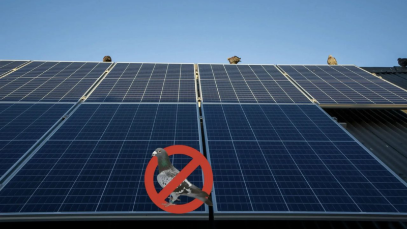 Taubenabwehr für die Photovoltaik: der Experten Ratgeber