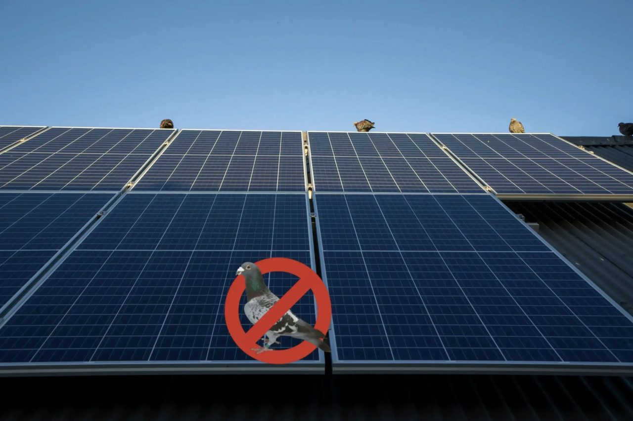 Taubenabwehr für die Photovoltaik: der Experten Ratgeber