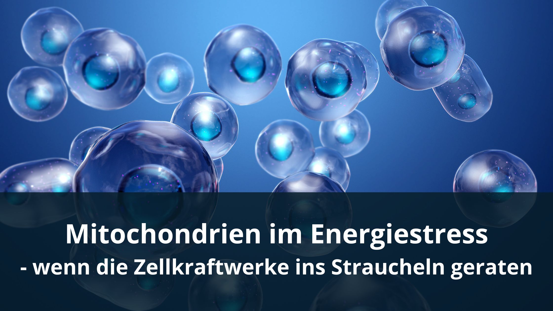Mitochondrien im Energiestress – wenn die Zellkraftwerke ins Straucheln geraten