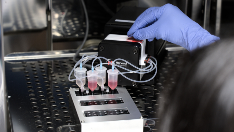 Sauerstoff erstmals in Organ-on-Chip-Modellen messbar