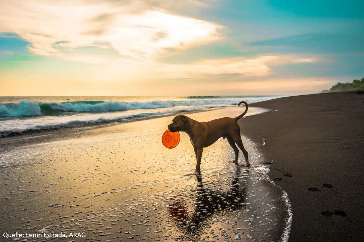 Artgerechte Tierhaltung: Was das Gesetz vorsieht