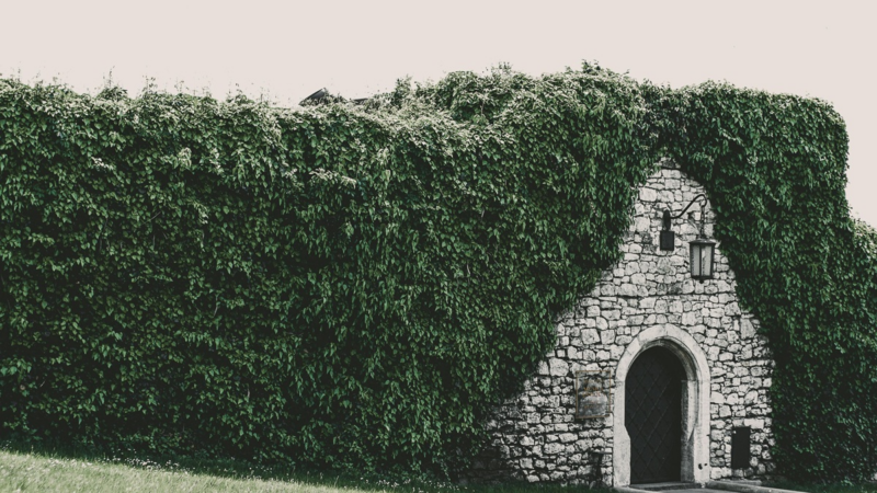 Heckenschnitt im Frühling: Was erlaubt ist – und was nicht