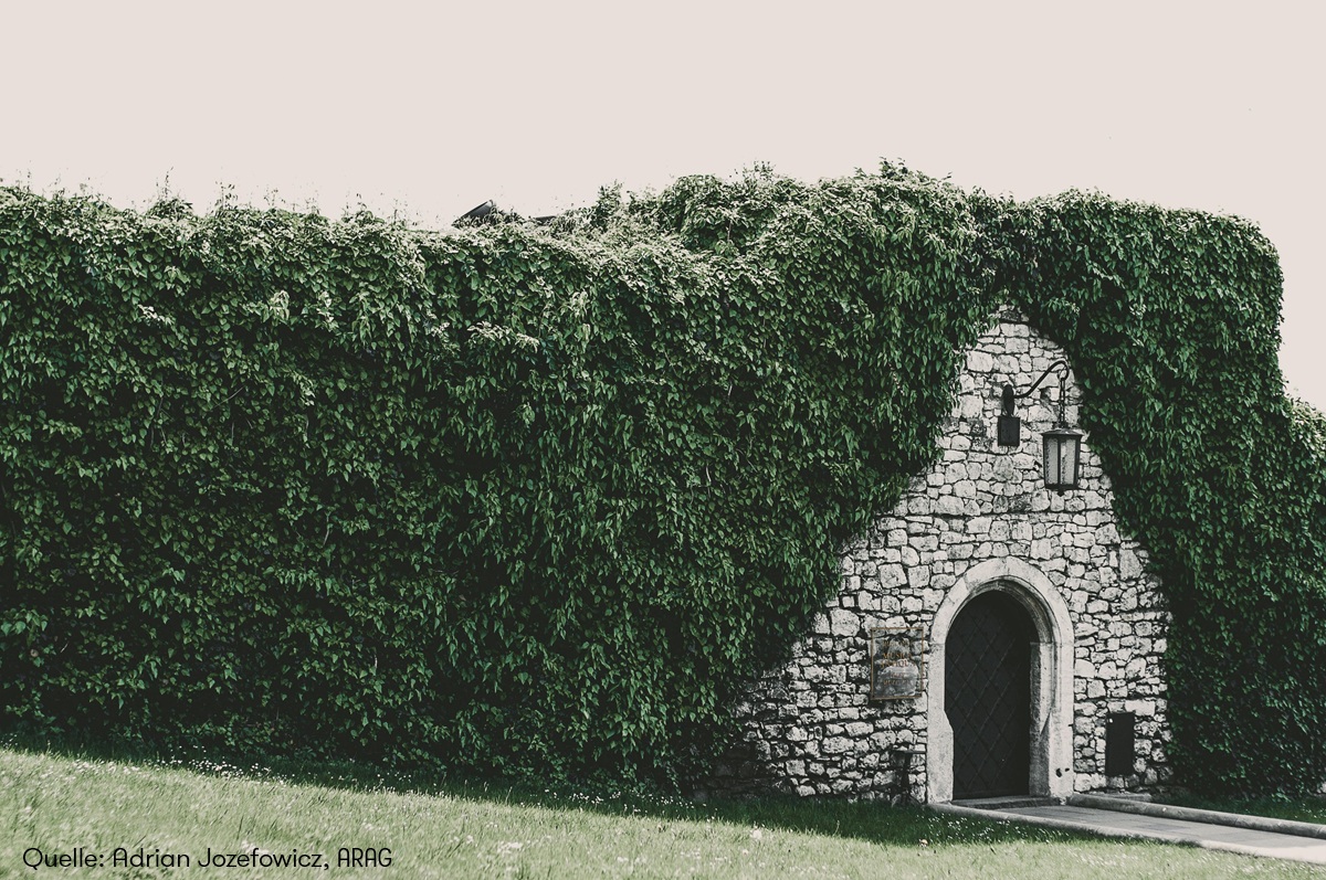 Heckenschnitt im Frühling: Was erlaubt ist – und was nicht