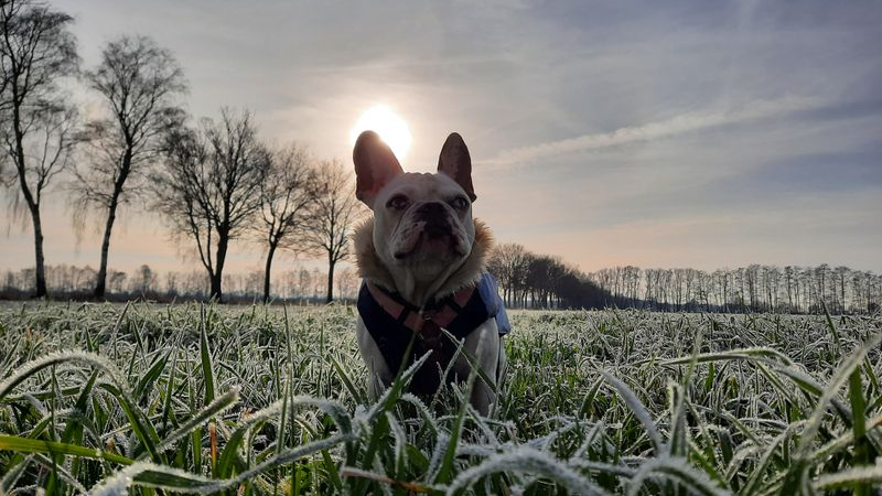 Gefährlicher Trend: Warum Hund und Katze nicht fasten sollten