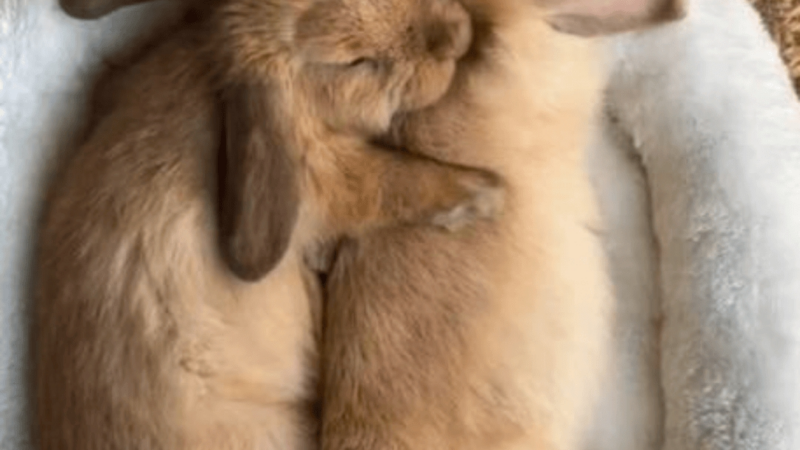 Zum Weltkastrationstag: Warum Ernährung und Nachsorge von Tieren auch nach diesem Routineeingriff entscheidend sind