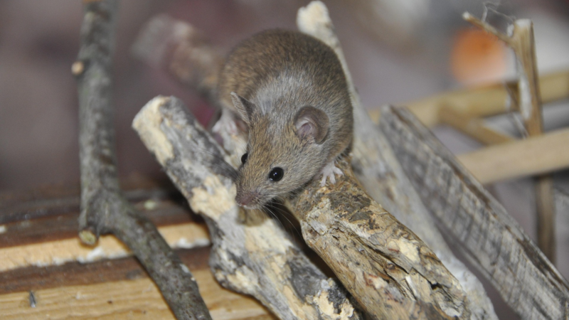 Frühjahrsputz: Wenn Mäuse krank machen
