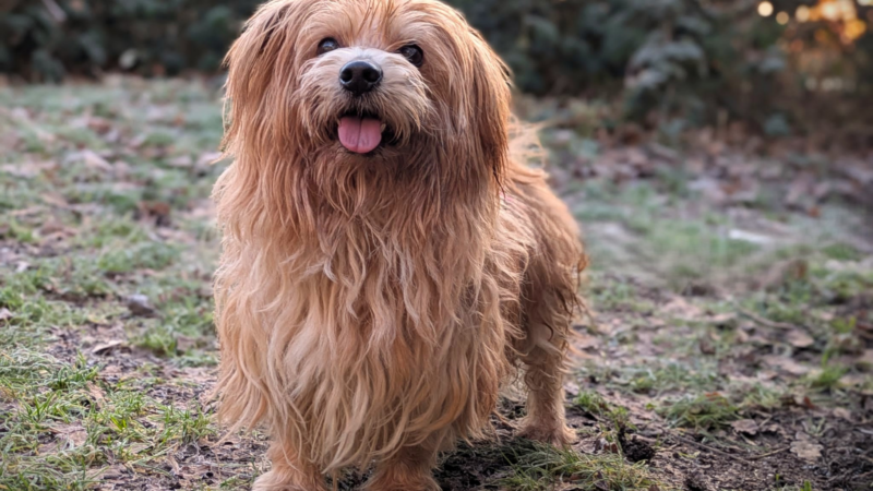 Vier Pfoten erleben eine Tragödie