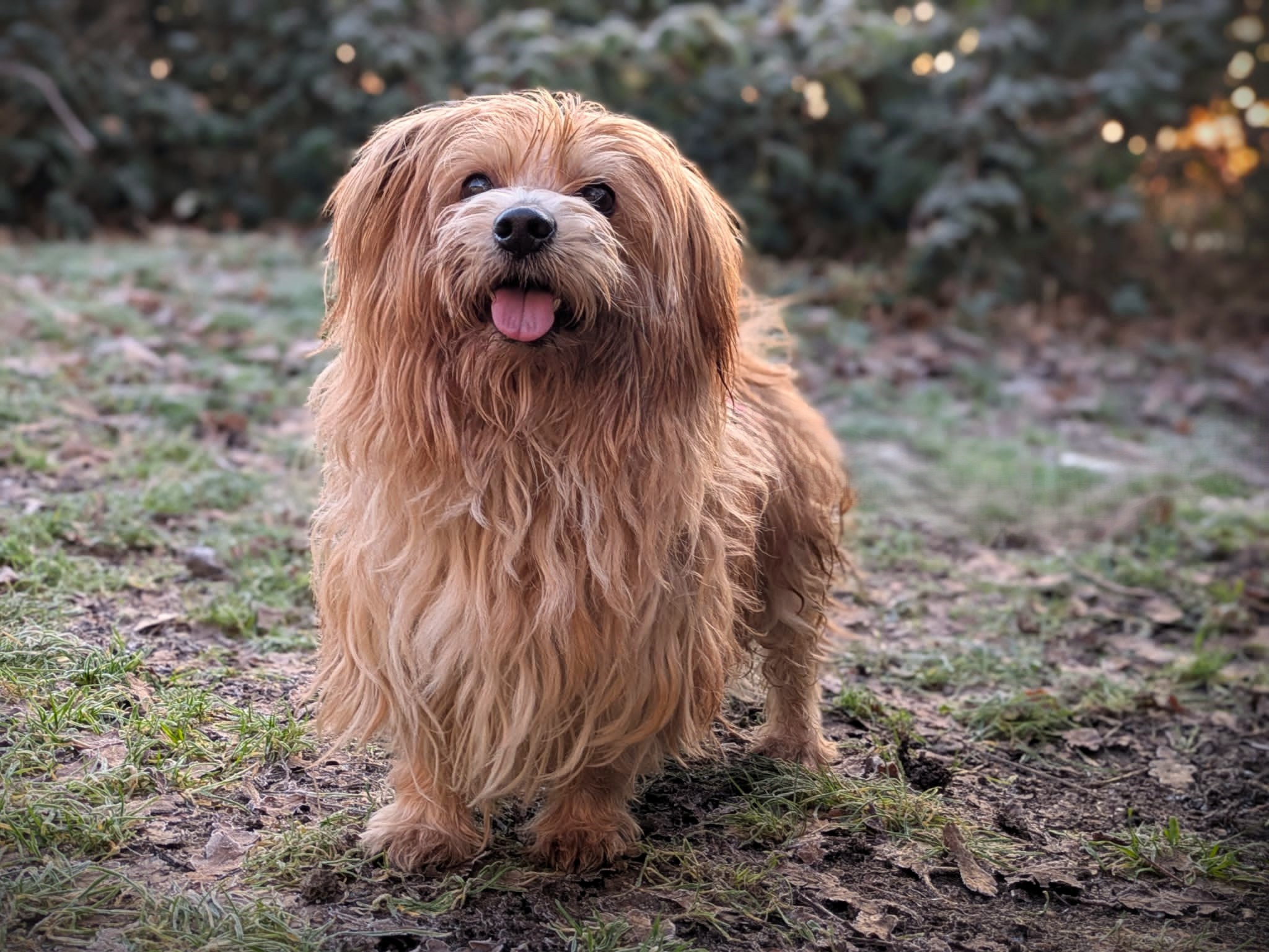 Vier Pfoten erleben eine Tragödie