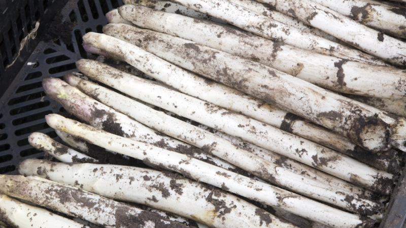 Wetter macht Tempo: Spargel startet ungewöhnlich früh in die Saison